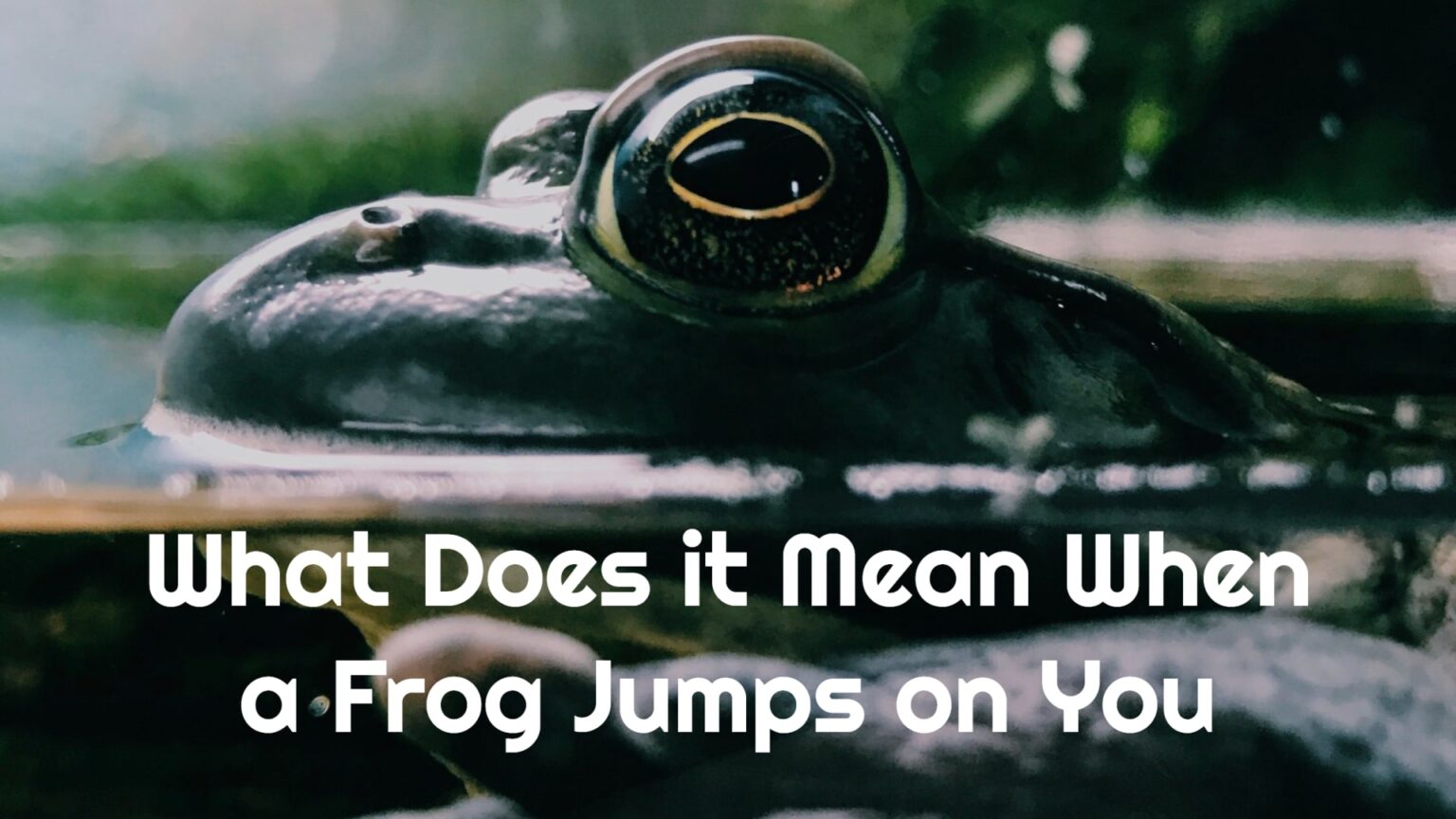 What Does it Mean When a Frog Jumps on You?