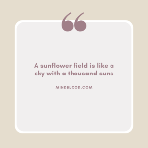 A sunflower field is like a sky with a thousand suns