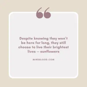 Despite knowing they won’t be here for long, they still choose to live their brightest lives — sunflowers