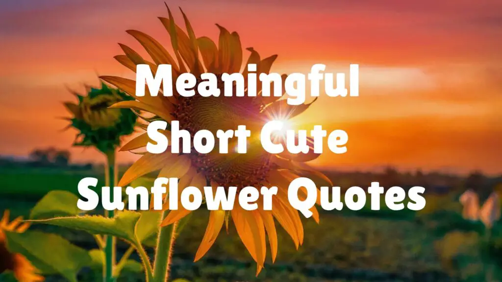 Meaningful Short Cute Sunflower Quotes