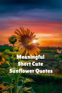  Sunflower Quotes